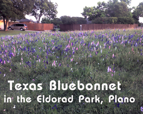 Texas Bluebonnet in Eldorado Park Plano Texas
