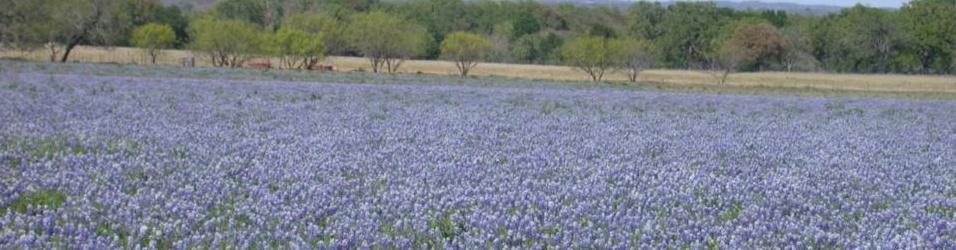 Texas Bluebonnet is state flower of Texas